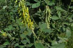 Crotalaria pallida